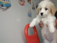 maltipoo 2 aylık