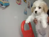 maltipoo 2 aylık