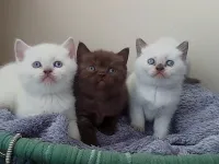 Üst kalite ponçiklerim