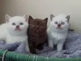Üst kalite ponçiklerim