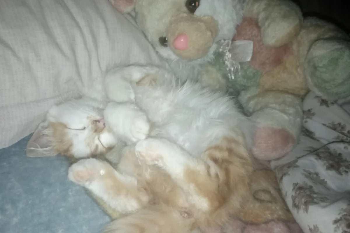 1 yaşında Sarman Kedi 4