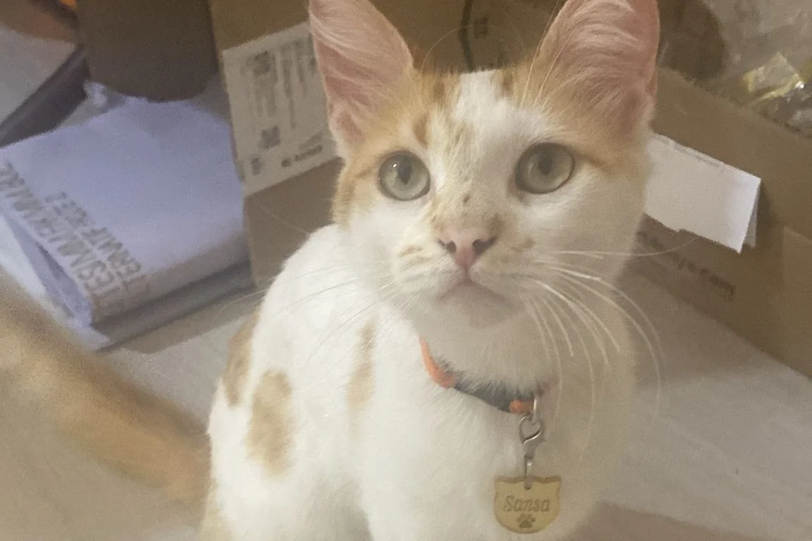 1 yaşında Sarman Kedi 3