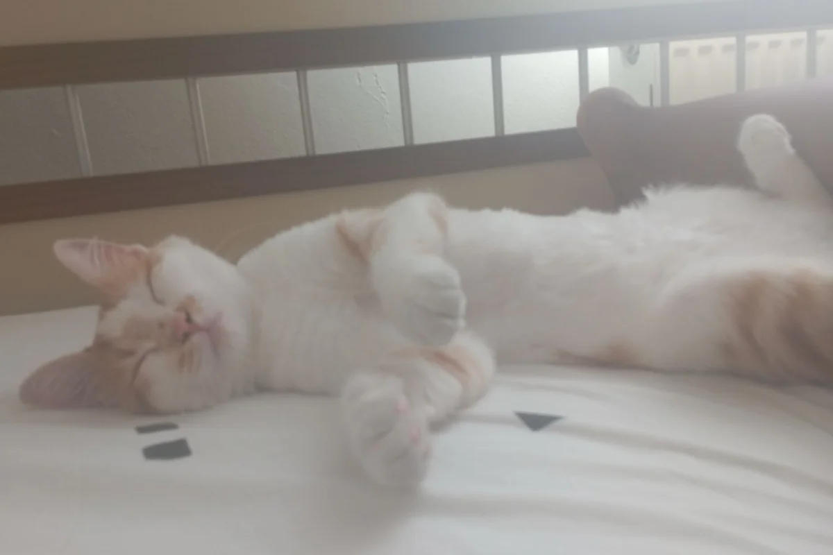 1 yaşında Sarman Kedi 5