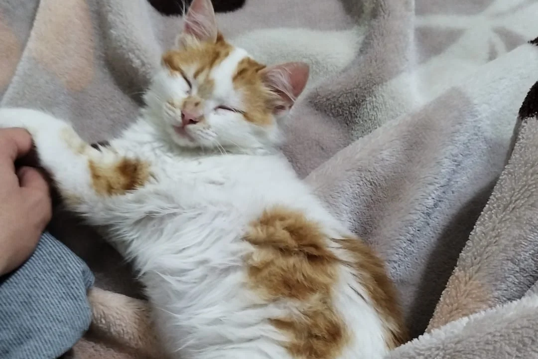 1 yaşında Sarman Kedi 2