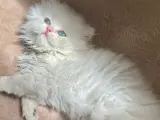 British longhair