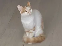 1 yaşında Sarman Kedi