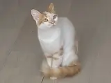 1 yaşında Sarman Kedi