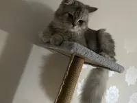 Gümüş için acil yuva arıyoruz