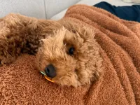 6 aylık erkek toy Poodle