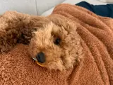 6 aylık erkek toy Poodle