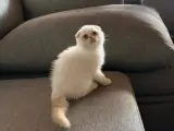 Scottish Fold Red Point 2.5 Aylık