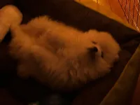 3 aylık erkek pomerian