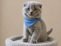 SAĞLIKLI DİŞİ VE SCOTTİSH BEBELER