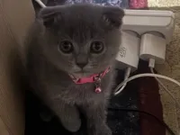 Scottish fold 2 aylık Uygun'a