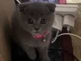 Scottish fold 2 aylık Uygun'a