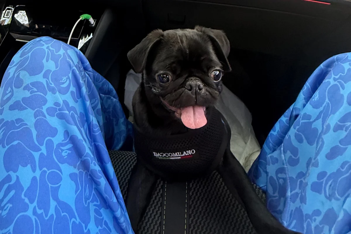 5 aylık Dişi Pug 1