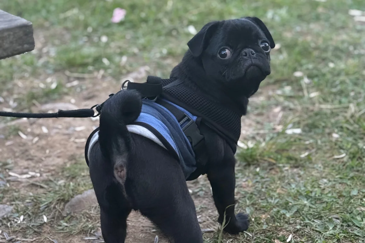 5 aylık Dişi Pug 3
