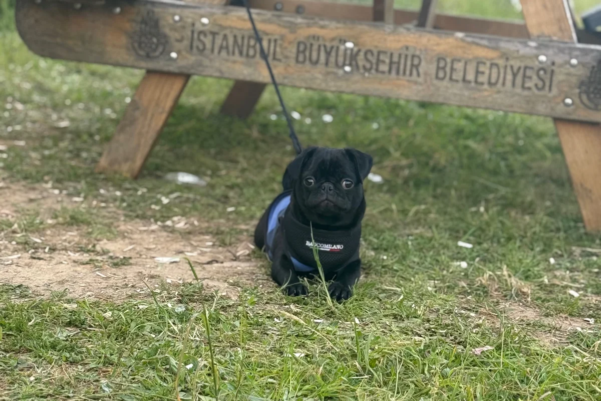 5 aylık Dişi Pug 2