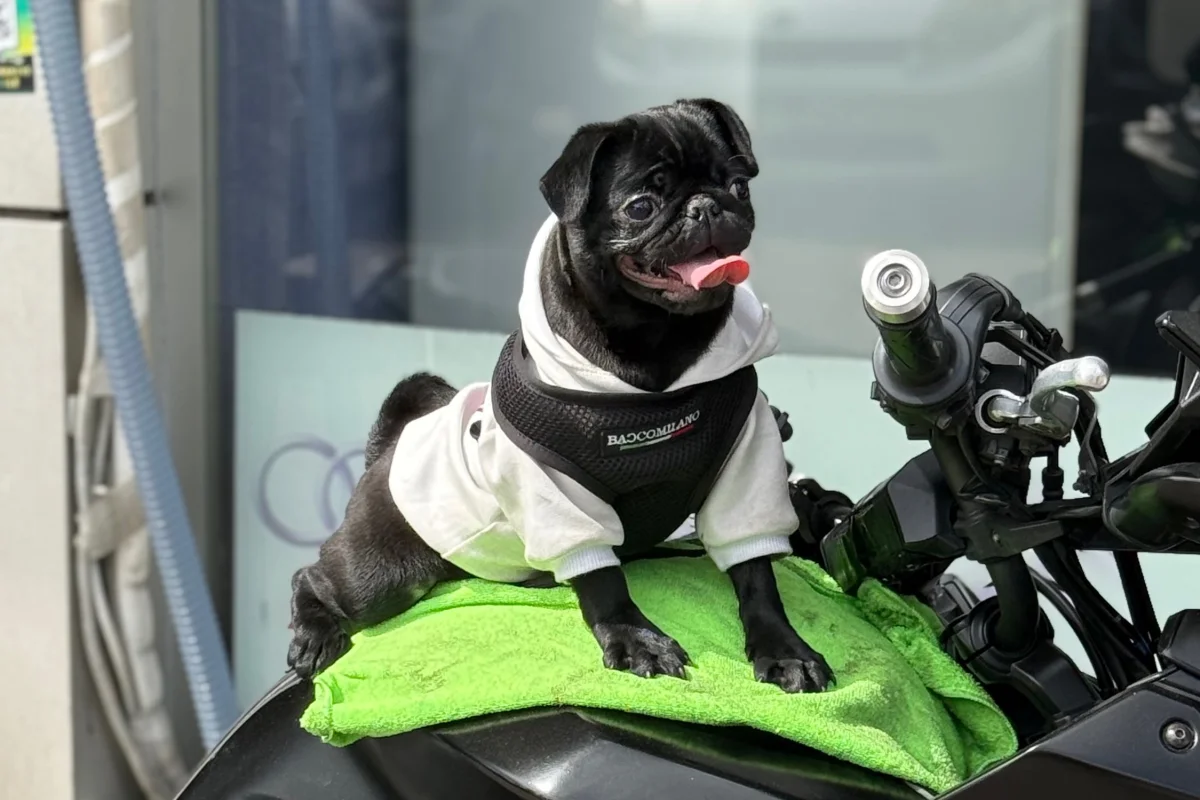5 aylık Dişi Pug 4