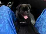 5 aylık Dişi Pug