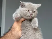 Ponçikler teslime hazır