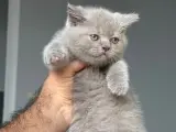Ponçikler teslime hazır