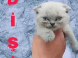 Kar topu pamuk teslime hazır