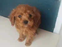 2 buçuk aylık maltipo