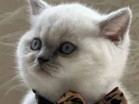 OYUNCU SAĞLIKLI BLUE POİNT YAVRUMU SAHİPLENDİRİYORUM