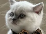 OYUNCU SAĞLIKLI BLUE POİNT YAVRUMU SAHİPLENDİRİYORUM