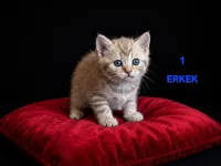 PAMUK ŞEKERLERİM🍬🥰