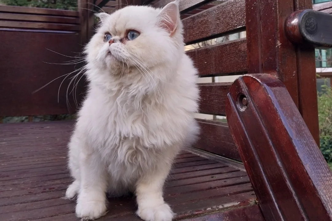 4 yaşında british longhair 2