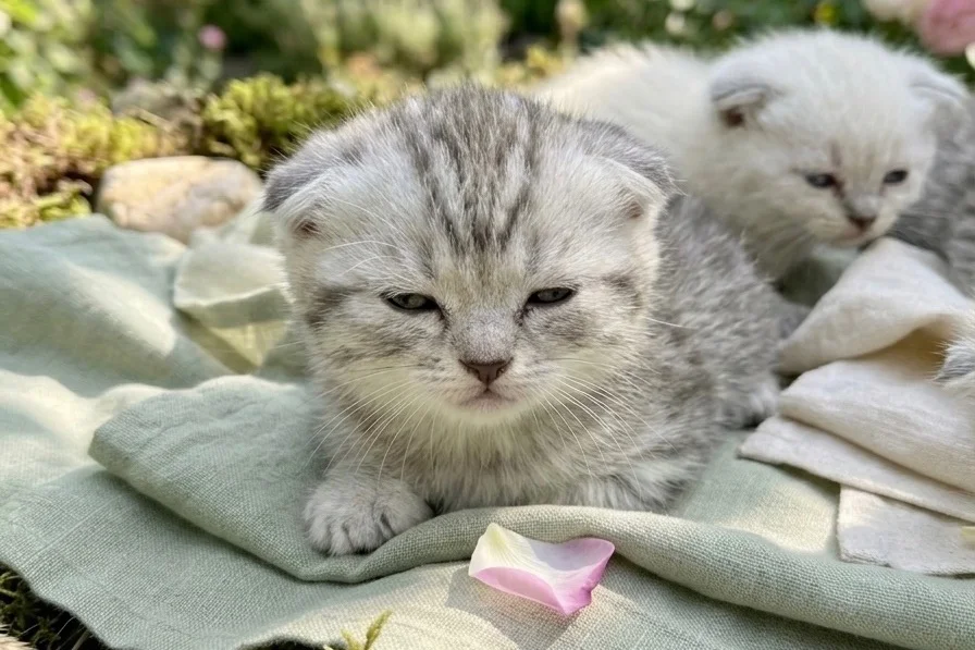Scottish fold yavrular yeni yuvalarını arıyor 5