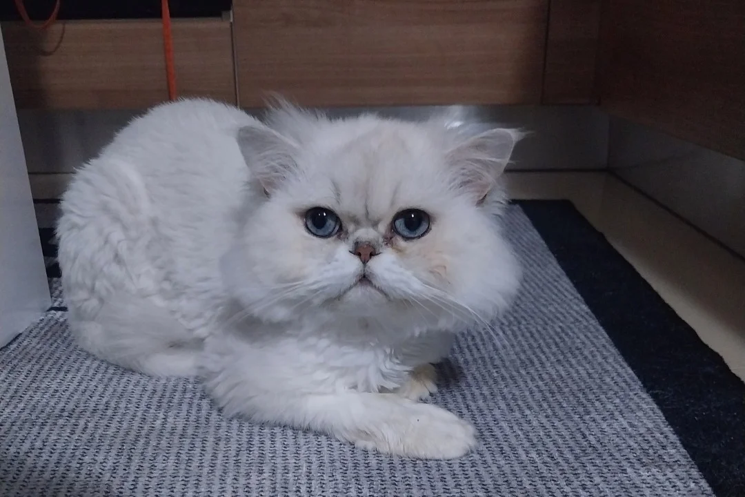 4 yaşında british longhair 3