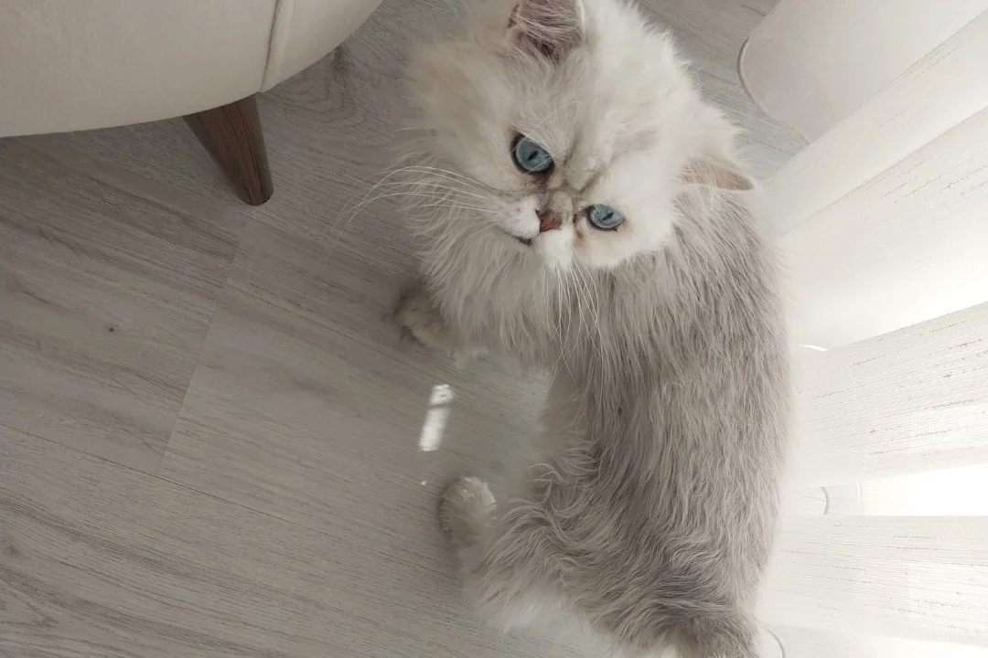 4 yaşında british longhair 4