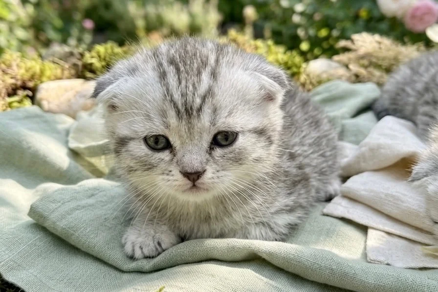 Scottish fold yavrular yeni yuvalarını arıyor 3
