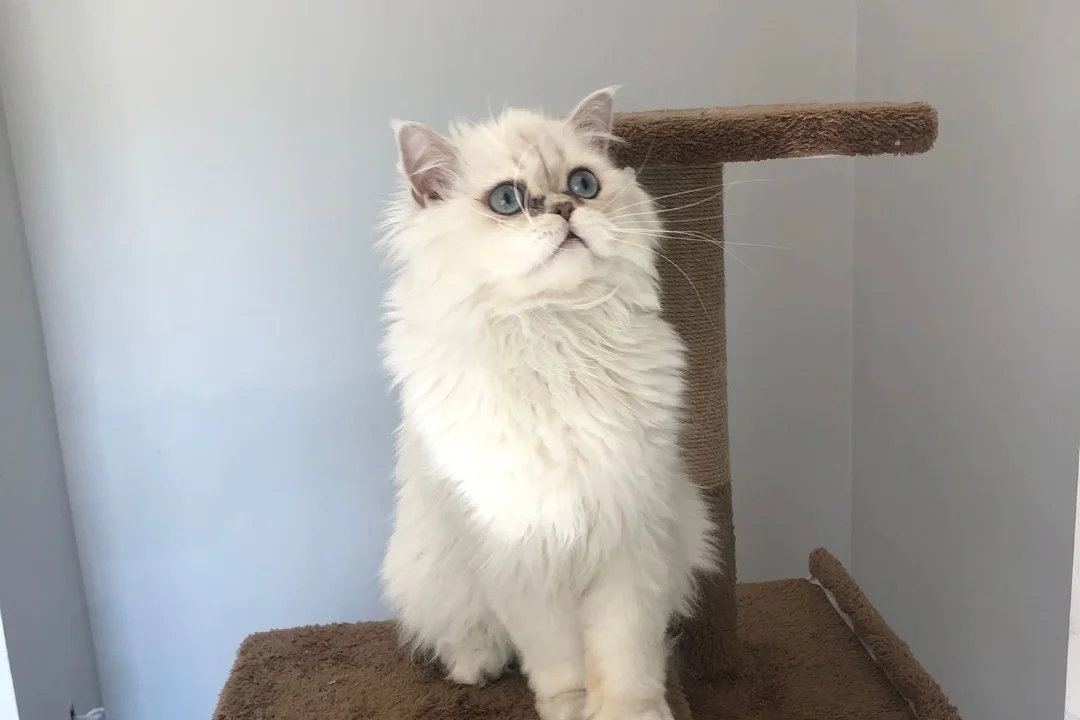4 yaşında british longhair 1