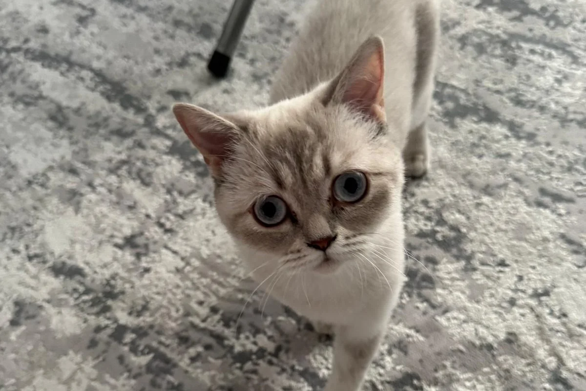 10 aylık Dişi British Shorthair 2