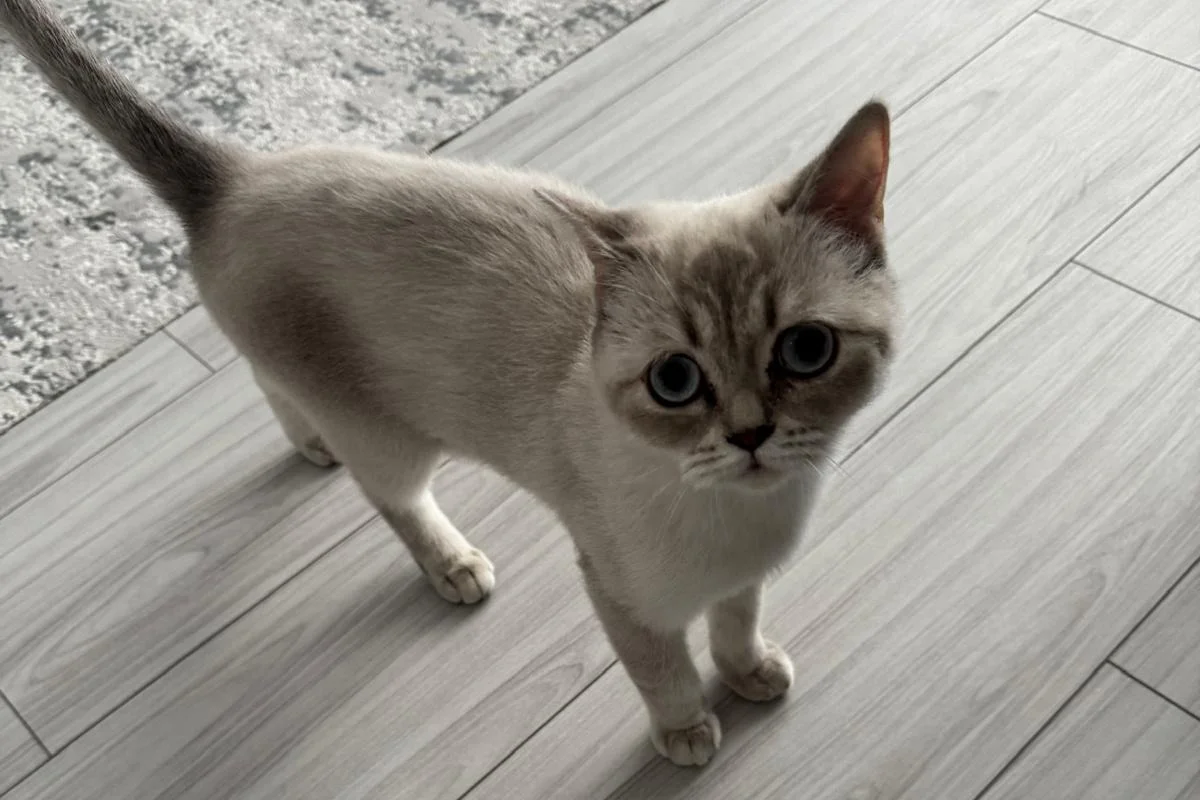 10 aylık Dişi British Shorthair 3