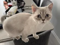 10 aylık Dişi British Shorthair