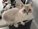 10 aylık Dişi British Shorthair