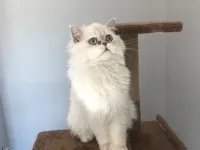 4 yaşında british longhair