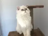 4 yaşında british longhair