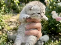 Scottish fold yavrular yeni yuvalarını arıyor