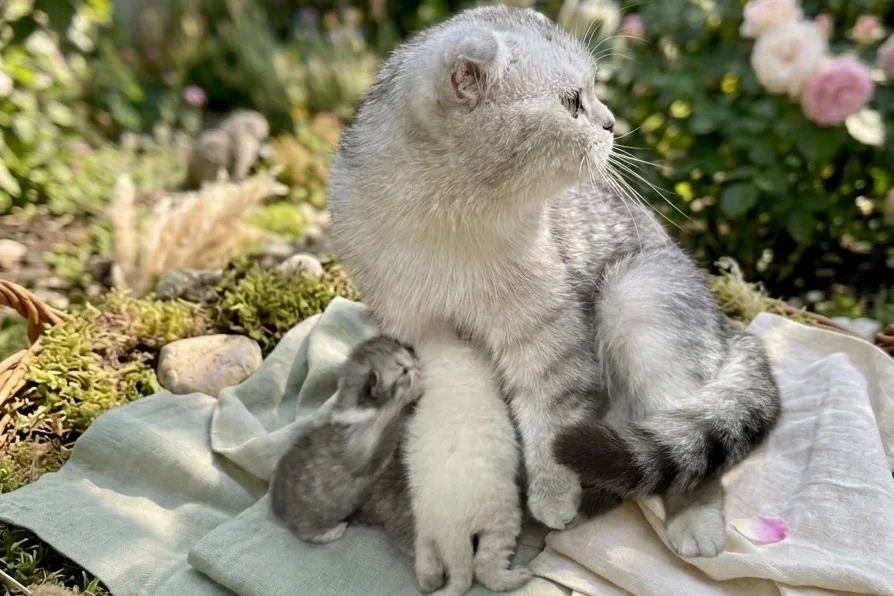 Scottish fold yavrular yeni yuvalarını arıyor 6