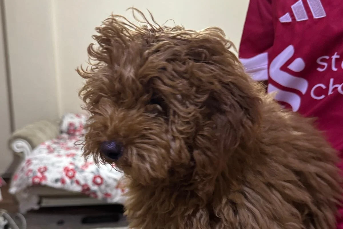 “6 Aylık Safkan Toy Poodle – Tüm Aşıları Tam” 1