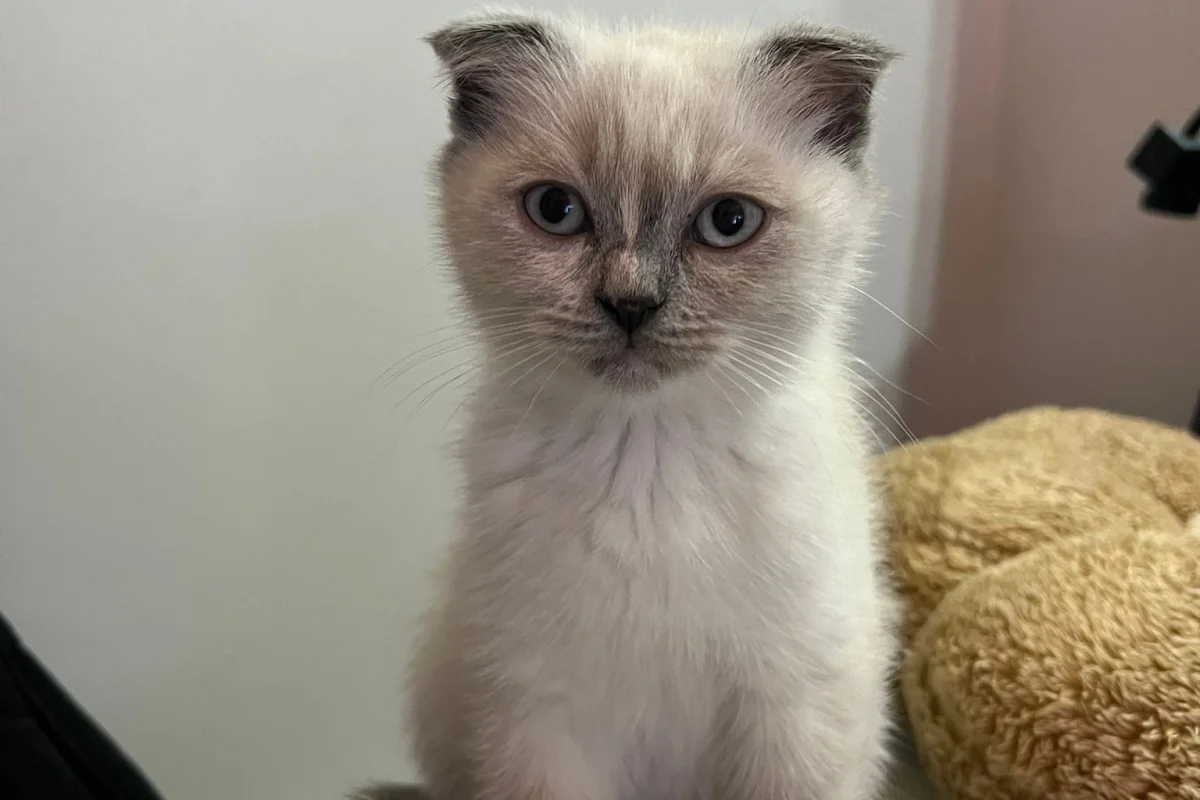 Scottish Fold Blue Point - Dişi 4