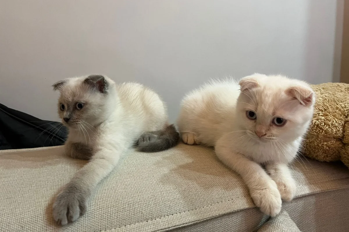 Scottish Fold Blue Point - Dişi 5