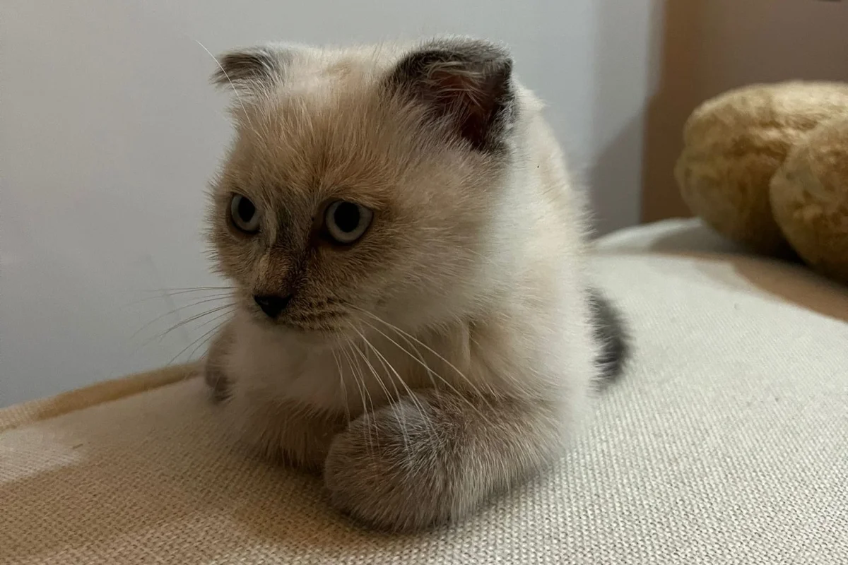 Scottish Fold Blue Point - Dişi 2