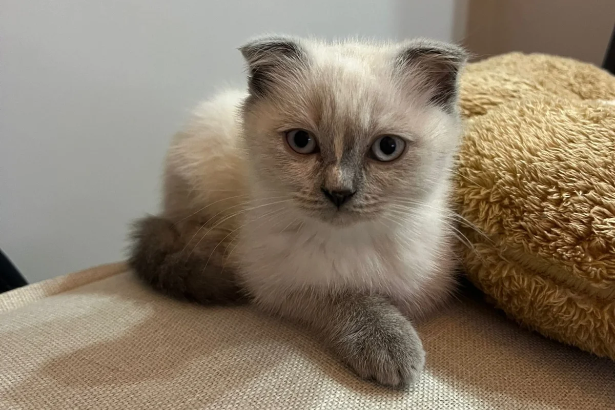 Scottish Fold Blue Point - Dişi 3